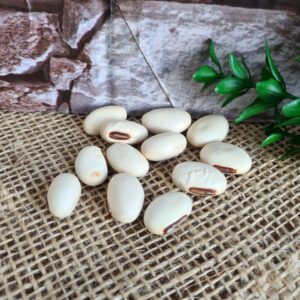 Fava de Oxalá