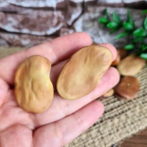 Fava de Iansã - Imagem 2